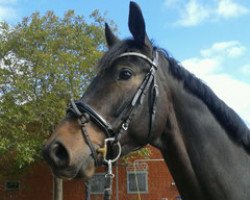 dressage horse Syvaron (Trakehner, 2009, from King Arthur TSF)