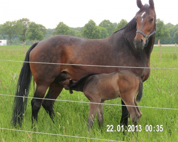 broodmare Monni Madour (Westphalian, 2007, from Montendro)