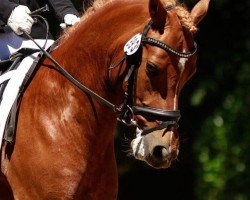 dressage horse Vito H (German Riding Pony, 2011, from Voyager 2)