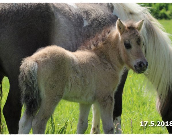 Deckhengst Venaro vom Rindergraben (Shetland Pony, 2018, von Vulkan vom Melkweg)