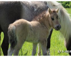 horse Venaro vom Rindergraben (Shetland Pony, 2018, from Vulkan vom Melkweg)