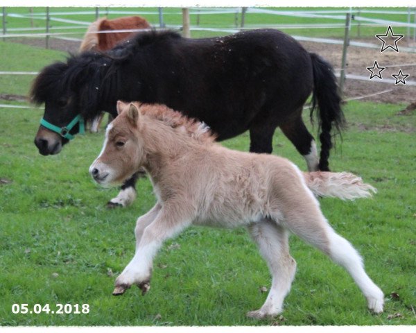 broodmare Clara vom Rindergraben (Shetland Pony, 2018, from Zaubertroll vom Rindergraben)