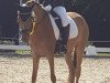 broodmare Daylight 306 (German Riding Pony, 2015, from Donchester)