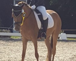 broodmare Daylight 306 (German Riding Pony, 2015, from Donchester)