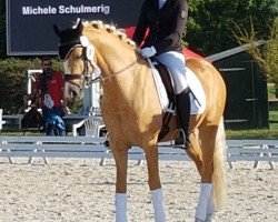 stallion Wischhoffs Otto (German Riding Pony, 2014, from High Flow's Oxford)