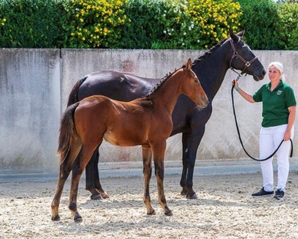 jumper Soberana VJ (Luxembourg horse, 2021, from Soberano)