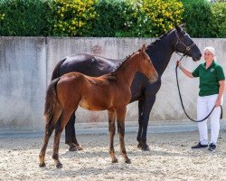 jumper Soberana VJ (Luxembourg horse, 2021, from Soberano)