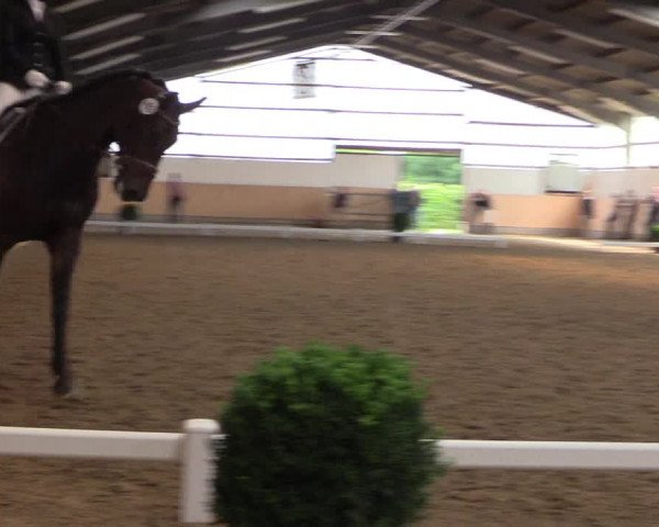 Reitturnier Datteln 2017