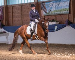 dressage horse Douglass (German Riding Pony, 2005, from Don't Worry Be Happy)