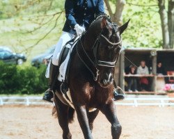 dressage horse Sammy Davis Junior 6 (Oldenburg, 2006, from Samarant)