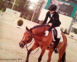 dressage horse Interbrew de Rechri (Belgian Warmblood, 2004, from Calipso van de Vondelhoeve)