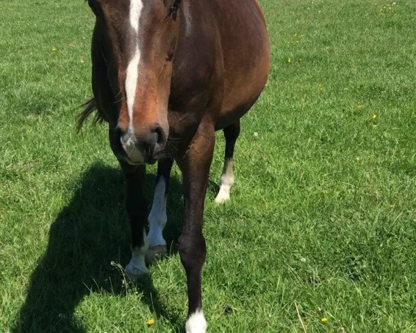 broodmare Phillippa (Holsteiner, 2003, from Paramount)