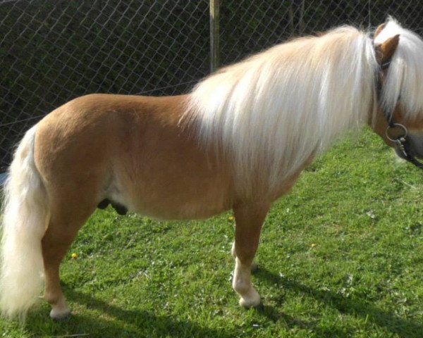 Deckhengst HD´s Phönix (Shetland Pony (unter 87 cm), 2011, von Pepe v.Immenhof)