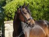 dressage horse Riccino (Westphalian, 2010, from Riccio)