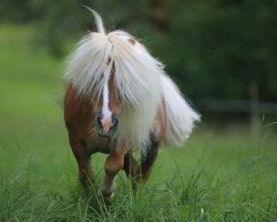 stallion Picolo (Shetland pony (under 87 cm), 1988, from Parlington Pimpernell)