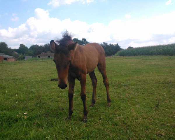 horse Esmeralda Karenina (Pura Raza Espanola (PRE), 2014, from Don Generoso)