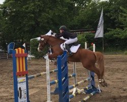 jumper Steendieks Tequila Sunrise (German Riding Pony, 2004, from Tilo)