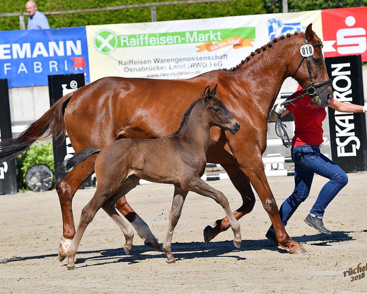 broodmare Diabella Dion (Hanoverian, 1998, from Donnerhall)