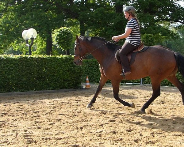 dressage horse Wallaby's Boy F (Hanoverian, 2005, from Worldly I)