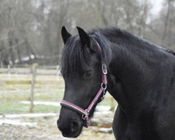 dressage horse Luise (Friese, 2012)