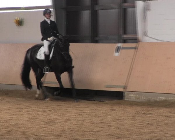 Reitturnier Datteln 2017