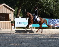 stallion French Blue (Oldenburg, 2014, from Foundation 2)