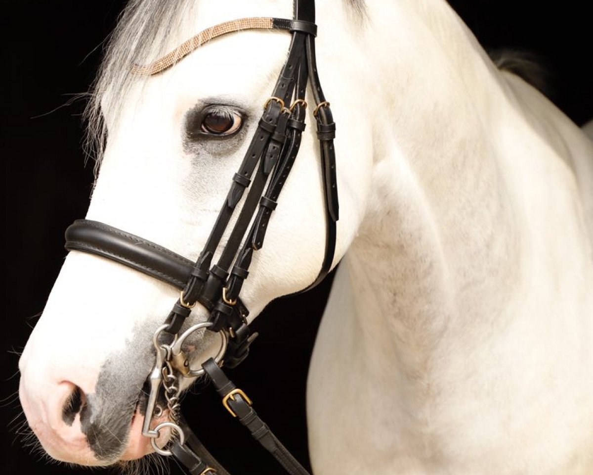 dressage horse Simsalabim (German Riding Pony, 2004, from Cinzano's Son)