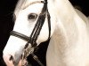 dressage horse Simsalabim (German Riding Pony, 2004, from Cinzano's Son)