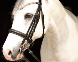 dressage horse Simsalabim (German Riding Pony, 2004, from Cinzano's Son)