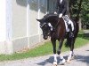 dressage horse Zonik's Time (Oldenburg, 2012, from Zonik)