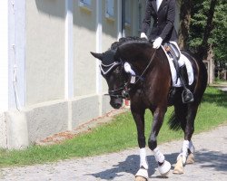 dressage horse Zonik's Time (Oldenburg, 2012, from Zonik)