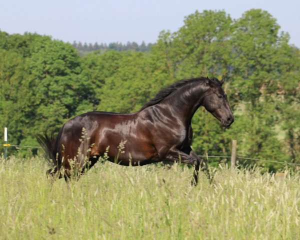 horse Wonder (Bavarian, 2010, from Boston)