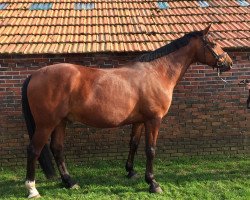 Springpferd Carico (Oldenburger, 2006, von Carry Gold)