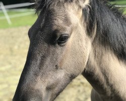 Pferd Jasper Boy (Dülmener, 2017)