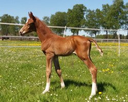 dressage horse Doc Cool R (Oldenburg, 2018, from DeLorean)