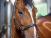 dressage horse Feel Good 3 (Hanoverian, 2005, from Forsyth)