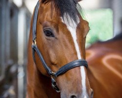 dressage horse Feel Good 3 (Hanoverian, 2005, from Forsyth)