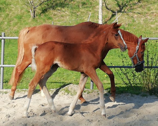 dressage horse Bollywood (German Sport Horse, 2018, from Baron)
