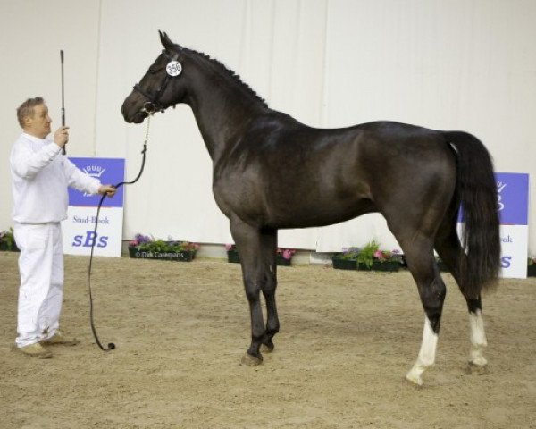 stallion Anakin (Belgian Warmblood, 2006, from Quintero)