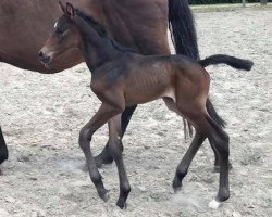 jumper Casanova du Soleil (Holsteiner, 2018, from Casall Ask)