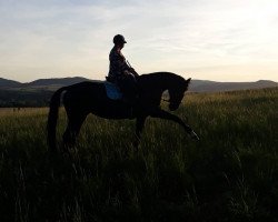 Pferd Rapunzel (Hessisches Warmblut, 2006, von Epernay)