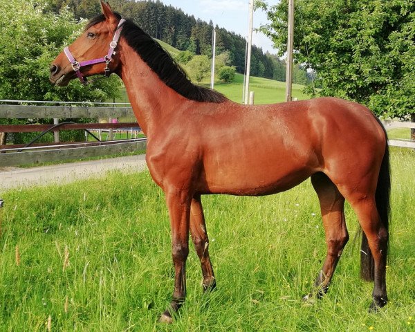 jumper Quintera (German Sport Horse, 2015, from Quinto's Chamb)