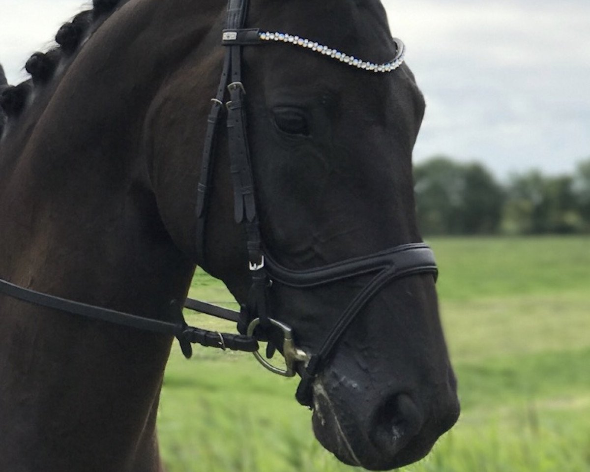 dressage horse Dolce Vita 213 (Hanoverian, 2011, from Don Crusador)