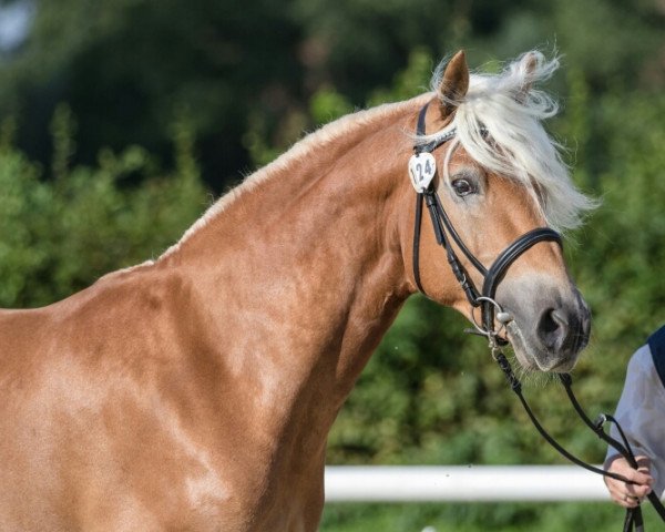 Dressurpferd Muscador (Haflinger, 2015, von Marengo 250)