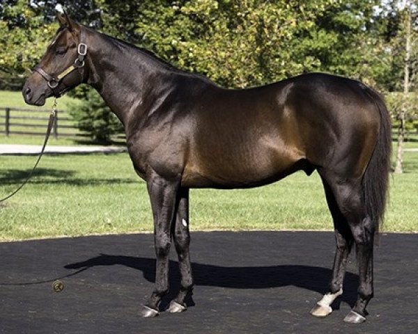 stallion Exaggerator xx (Thoroughbred, 2013, from Curlin xx)