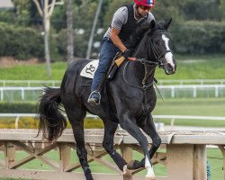 horse Dark Vader xx (Thoroughbred, 2015, from Tale of Ekati xx)