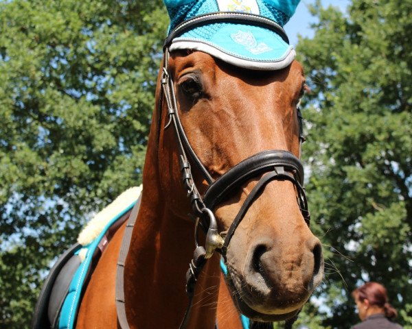 dressage horse Siehmal (Hanoverian, 2007)