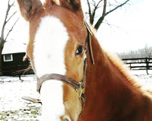 horse Stute von California Chrome xx (Thoroughbred, 2018, from California Chrome xx)