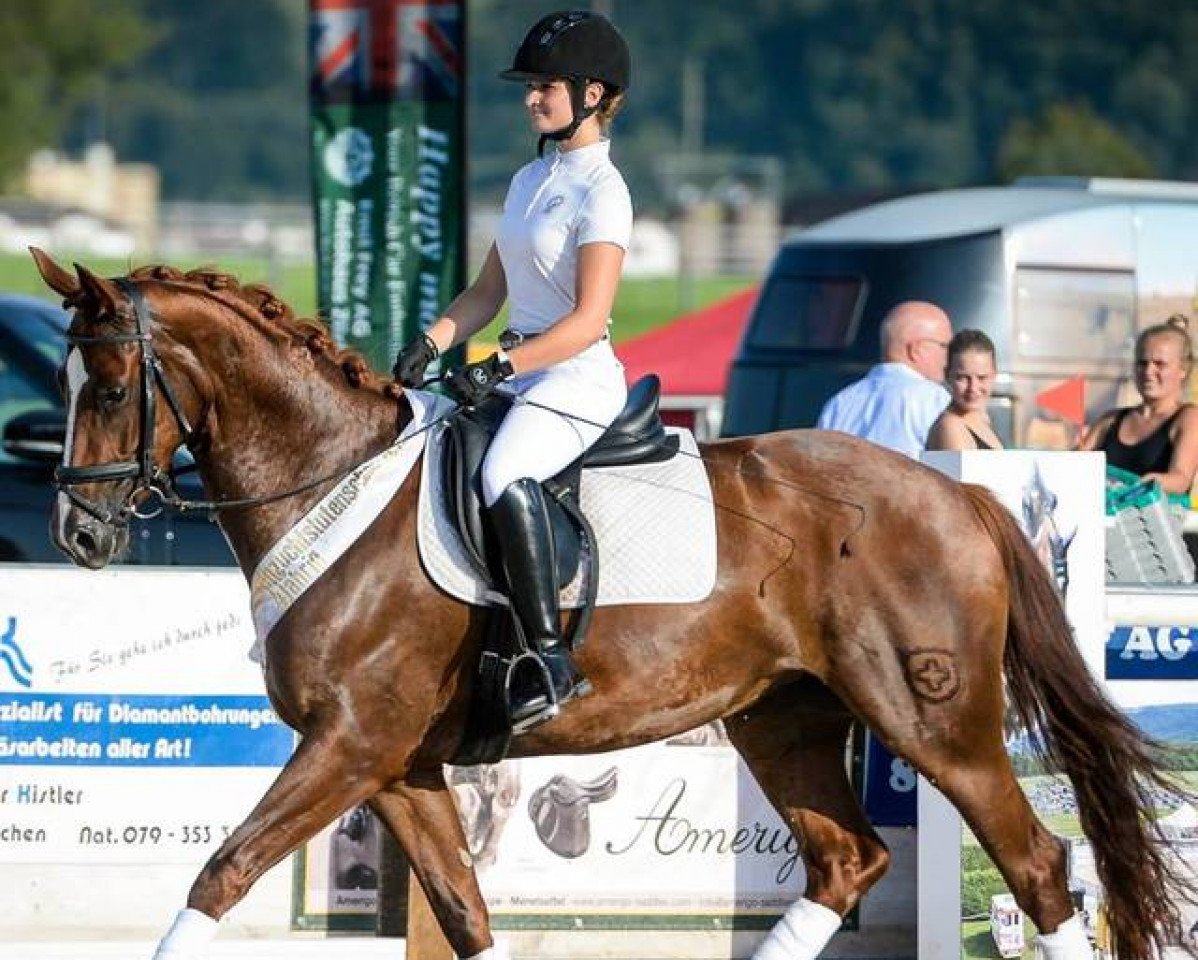 Dressurpferd Dancing Riva Ch (Schweizer Warmblut, 2011, von Le Rouge 7)