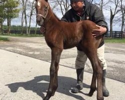 horse Stute von California Chrome xx (Thoroughbred, 2018, from California Chrome xx)